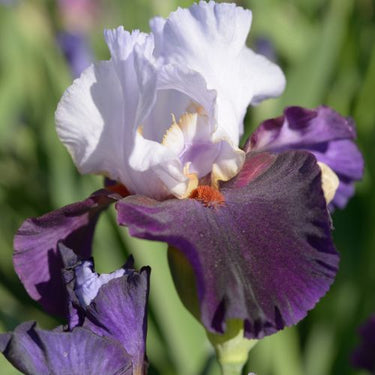 Bearded Iris 'Better Together'